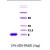 SDS-Page: alpha Synuclein Protein [NBC1-18332] - a-Synuclein, 9.3 kDa (95 aa) , confirmed by MALDI-TOF with a purity of 95% by SDS - PAGE